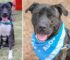 Abandoned Pit Bull Never Played With A Toy Until Kind Stranger Showed Him Love: Now He Seeks Forever Home