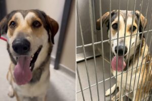Rescue Dog Returned To Shelter After Only An Hour Because He Was Too Big For His New Family