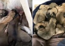The Kindest Momma Dog With A Large Litter Embraces 8 More Orphaned Pups Into Her Family