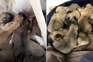 The Kindest Momma Dog With A Large Litter Embraces 8 More Orphaned Pups Into Her Family
