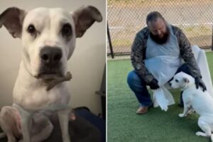 A Couple Rescues A Shut-Down Shelter Dog And Then The Most Beautiful Thing Happens
