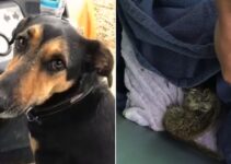 Owners Shocked To Find What Mysterious Animal Their Dog Brought Back From The Forest