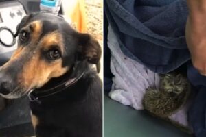 Owners Shocked To Find What Mysterious Animal Their Dog Brought Back From The Forest