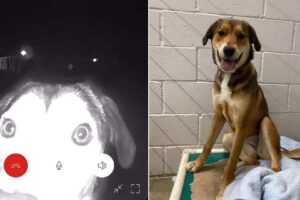 Shelter Workers Shocked As One Of Their Rescue Dog Rings Doorbell At 1 A.M.