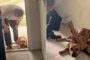 Stray Dog That Decided To Stick To A Random Building Ends Up Finding The Pawfect Owner