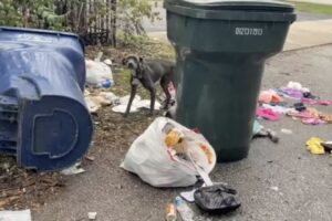 Starving Dog Spends Her Days Living On A Pile Of Trash, Hoping For Help
