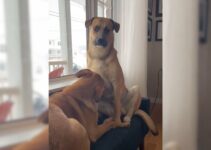 2 Smart Dogs Noticed Something Was Wrong In The House And Tried To Warn Their Owner About It