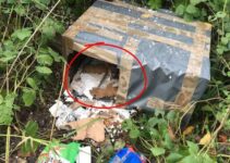 Man Realized There Was A Small Animal In A Box Near A Road And Went To Check It Out