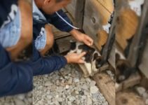 Rescuers Decided To Check Out A Site For Their New Shelter Only To Find Something Heartbreaking
