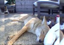Witness How This Animal Loved Playing With Different Dog Toys Even Though She Wasn’t A Dog