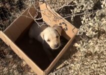 Volunteers Were Shocked To Find This Small Puppy Dumped On Railroad Tracks