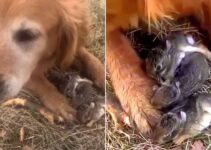 A Sweet Dog Found Something In The Forest And He Was Surprised By What It Was
