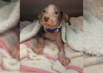 Puppy With A Severe Skin Infection Struggled To Survive But Then He Met Someone Amazing