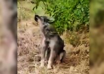 Kind Woman Driving Along The Road Spots A Dog Crying And Waiting For Her Family