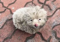 Rescuer Heartbroken To Find A Scared Dog On The Street Struggling In Freezing Cold