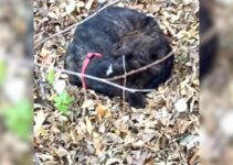 Starving Dog Found Curled Up In A Pile Of Leaves, Waiting For Someone To Help Him