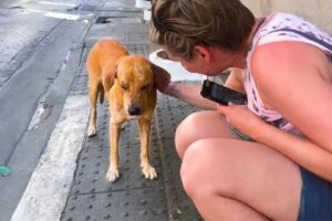 Desperate Pup Politely Asks Strangers For Help, And His Life Takes An Unexpected Turn