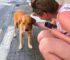 Desperate Pup Politely Asks Strangers For Help, And His Life Takes An Unexpected Turn