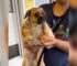 This Dog’s Reaction Upon Being Surrendered To A Shelter Will Break Your Heart
