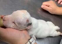 Breeder Brought Blind Newborn Puppy To Be Euthanized But The Vets Had Other Plans For Him