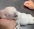 Breeder Brought Blind Newborn Puppy To Be Euthanized But The Vets Had Other Plans For Him
