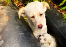 Rescuer Went To Help A Stray Dog Only To Be Greeted By Another Sweet Surprise
