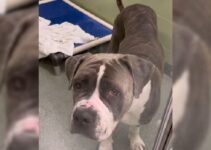 A Tearful Surrendered Pup Who Started Losing Hope Of Finding Love Receives The Most Unexpected News