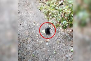Hiker Noticed A Mud Ball In The Forest And Was Shocked When He Realized What It Was