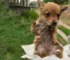 Tiny Puppy With No Front Legs Abandoned In A Trash Breaks Rescuers’ Hearts