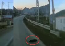 Man Who Noticed A Dark Lump On The Road Quickly Realized What It Was And Went To Help