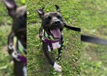 Forgotten Dog Who Spent Over 2 Years In A Shelter Can’t Control Joy On “Special Outing”