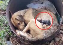 Rescuers Left Heartbroken When They Saw Mama Pup Crying Over Her Deceased Babies