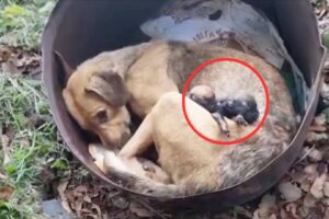 Rescuers Left Heartbroken When They Saw Mama Pup Crying Over Her Deceased Babies