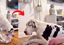 Gigantic Giggles: Great Dane’s Silly Attempt to Be a Small Dog for a Day