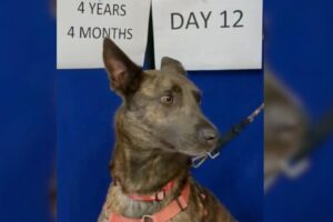 Overlooked Dog Says Goodbye To Thousands Of Shelter Dogs Being Adopted While Waiting For Her Turn