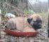 Heartbroken Puppy Abandoned In The Forest By His Owner Found By A Kind Farmer 