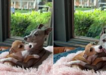Owner’s Heart Melts As She Sees Her Dog Embracing A New Puppy With Paws Wide Open