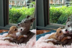 Owner’s Heart Melts As She Sees Her Dog Embracing A New Puppy With Paws Wide Open