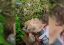 Rescuers’ Hearts Break As They Find A Dog Seeking Help For Her Blind Friend In Need