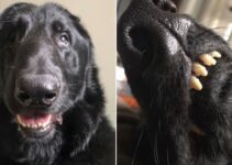 This Dog Owner Couldn’t Believe How Many Unexpected Surprises Her Pup Had
