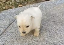 Three-Week-Old Puppy Was Shivering On The Sidewalk, Hoping Someone Would Hear His Cries