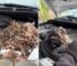 Man Shocked To See A Pile Of Adorable Baby Animals Sleeping Inside Of His Car Engine