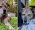 Pup Who Was Judged Because Of His Looks Turns Into The Sweetest Boy When Given A Chance