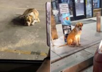 Rescuers Who Found A Depressed Pup At A Gas Station Sensed That Something Was Terribly Wrong