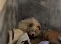 Starving Dog Found Lying Helplessly In An Abandoned House, Hoping To Find Help