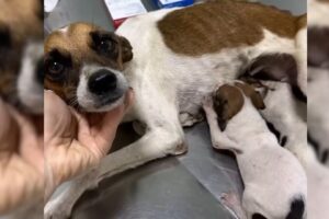 Mama Dog And Her 2 Puppies Were Abandoned In A Trashed Vehicle To Survive On Their Own