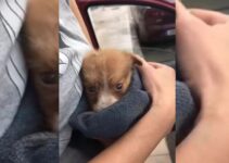 Struggling Puppy Dumped Next To A Road Gets A New Chance When He Meets His Rescuers