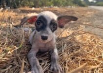 Poor Puppy Was Living In The Middle Of Nowhere And Then Everything Changed One Day