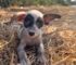 Poor Puppy Was Living In The Middle Of Nowhere And Then Everything Changed One Day