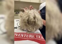 Witness How This Puppy Transformed Completely After An Overdue Grooming Session